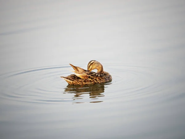 Pato Salvaje Flotando Pacíficamente Agua — Foto de Stock