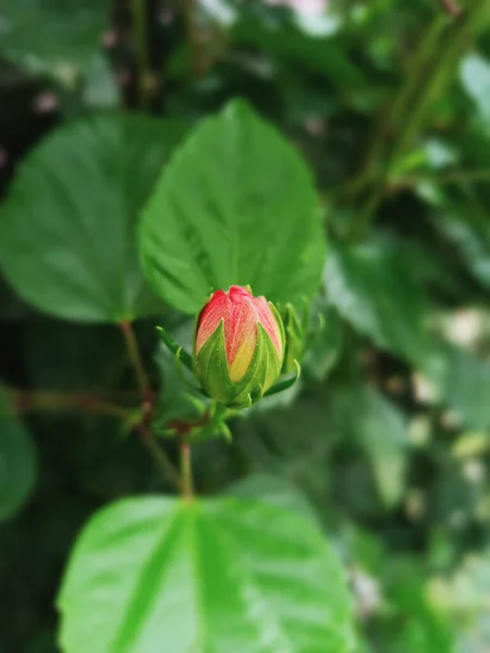 Ein Senkrechter Schuss Einer Blühenden Rose — Stockfoto