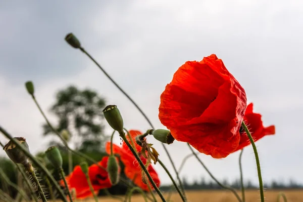 Närbild Skott Ljusa Röda Vallmo Blommor Ett Fält — Stockfoto