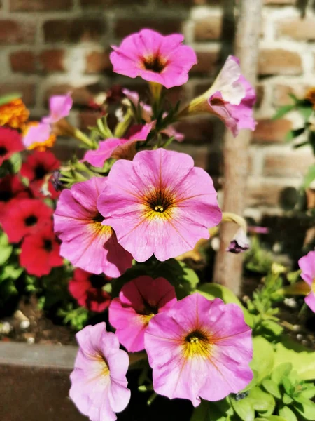 Tiro Close Vertical Flores Rosa Jardim — Fotografia de Stock