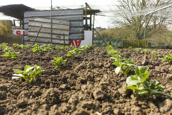 Sittard Netherlands Mar 2017 Sebuah Daerah Pertanian Sittard Belanda — Stok Foto