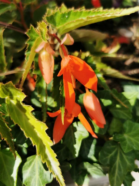 Вертикальный Снимок Оранжевых Цветов Саду — стоковое фото