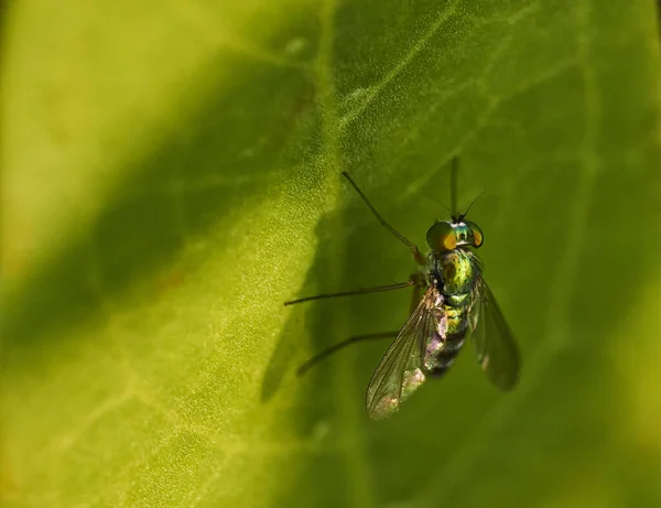 Macroscatto Una Comune Bottiglia Verde Vola Sulla Foglia Verde — Foto Stock