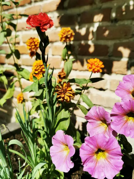 Plan Vertical Fleurs Orange Rouge Rose Devant Mur — Photo