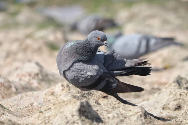 Primer Plano Una Paloma Posada Una Roca Aire Libre — Foto de Stock