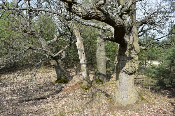 Uma Visão Close Log Árvore Com Galhos Folhas Floresta — Fotografia de Stock