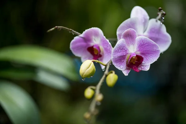 Plan Sélectif Des Orchidées Sur Branche Extérieur Avec Des Feuilles — Photo