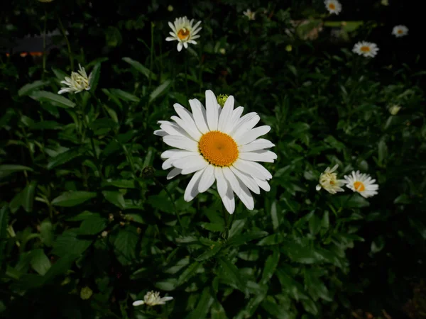 Close Flor Camomila Branca Bonita Florescida Jardim — Fotografia de Stock