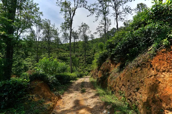 Una Vista Naturale Dei Campi Nuwara Elia Sri Lanka Cielo — Foto Stock