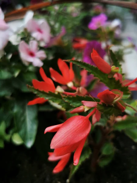 Gros Plan Vertical Fleurs Rouges Dans Jardin — Photo