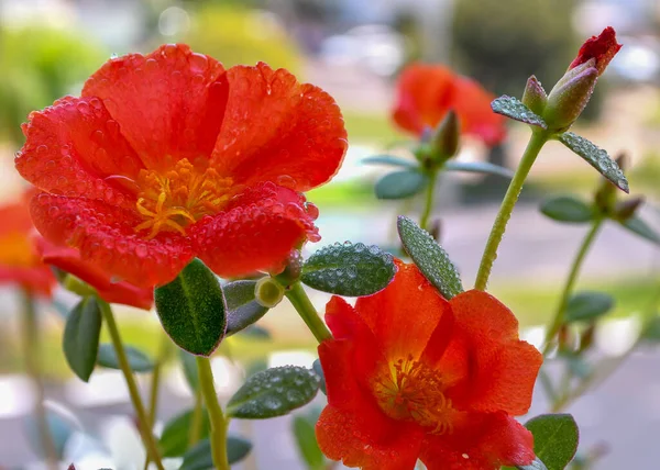 Eine Nahaufnahme Schöner Avens Blumen Die Einem Frühlingstag Mit Tau — Stockfoto