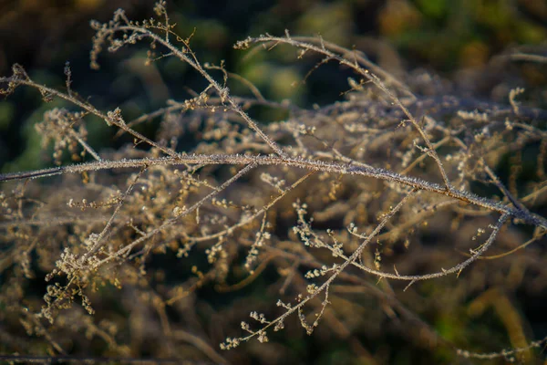 Eine Nahaufnahme Aus Dünnen Kahlen Zweigen Die Mit Frost Bedeckt — Stockfoto