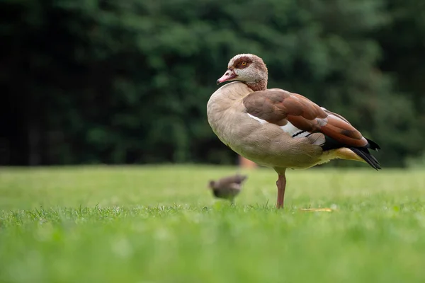 Pájaro Marrón Pie Hierba Con Los Árboles Borrosos Fondo — Foto de Stock