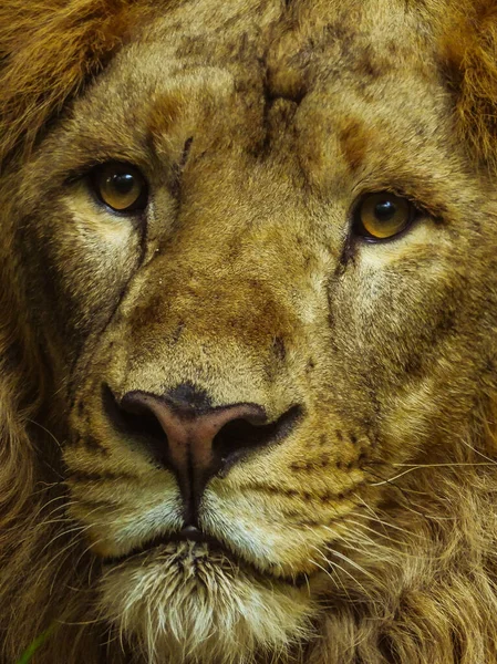 Pionowe Zbliżenie Ujęcia Wspaniałego Lwa Patrzącego Przed Siebie Spokojnymi Pomarańczowymi — Zdjęcie stockowe