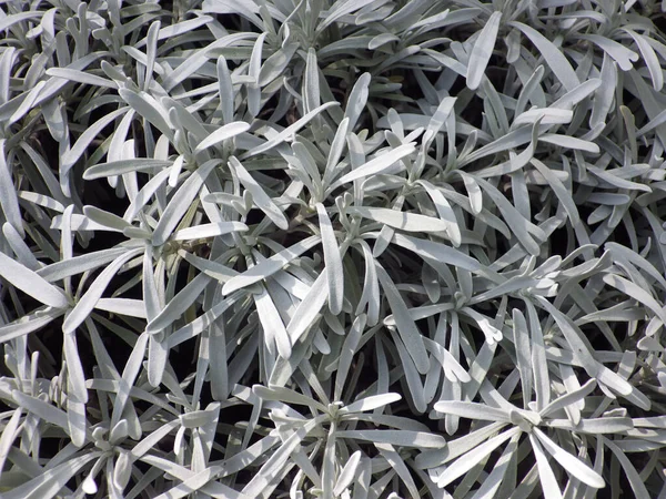 銀カレー低木の植物のクローズアップショット — ストック写真