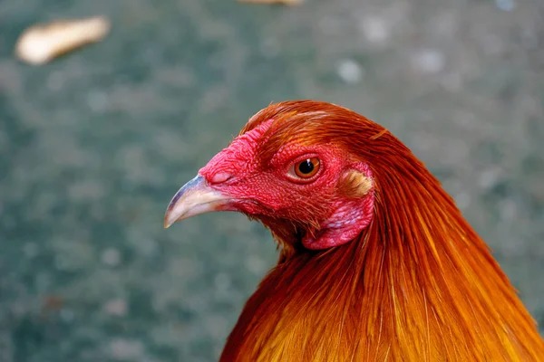 Foco Seletivo Galo Vermelho Fazenda — Fotografia de Stock