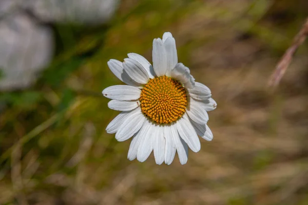 Nad Hlavou Záběr Květinu Mayweed Zeleni — Stock fotografie