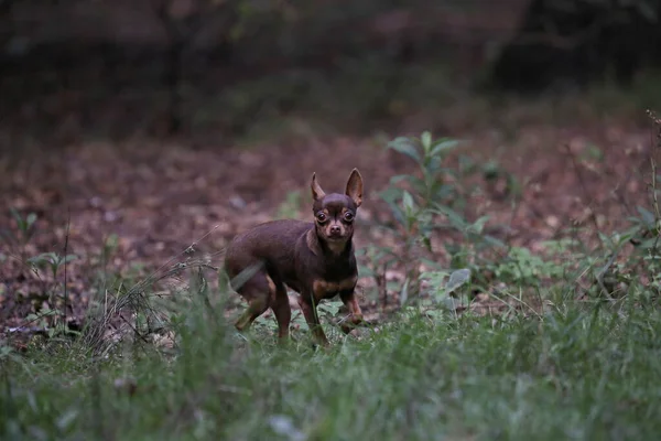 Lindo Perro Terrier Marrón Corriendo Campo —  Fotos de Stock