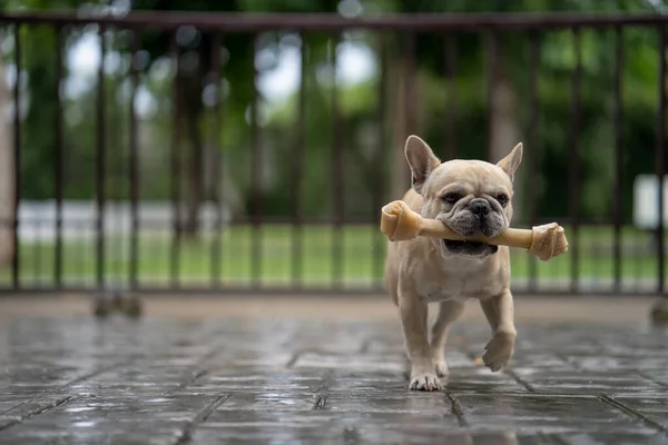 Egy Aranyos Francia Bulldog Aki Csonttal Rohangál — Stock Fotó