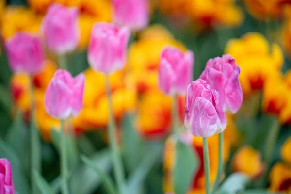 Tiro Seletivo Foco Tulipa Rosa Campo — Fotografia de Stock