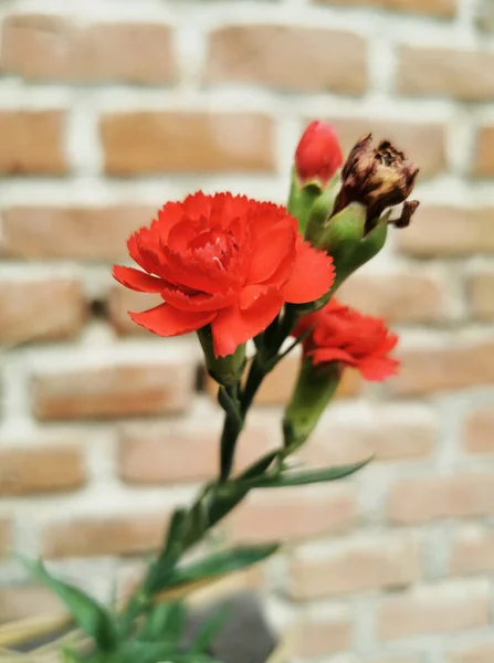 Primo Piano Verticale Fiori Rossi Davanti Una Parete Sfocata — Foto Stock