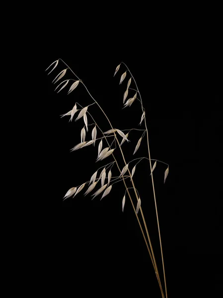 Тонкий Стебло Рослини Темному Тлі — стокове фото
