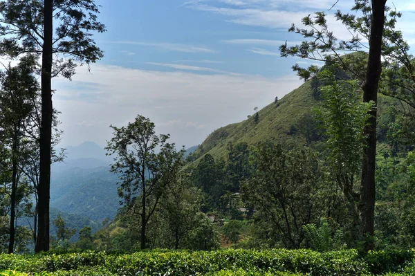 Una Vista Natural Los Campos Nuwara Elia Sri Lanka Cielo —  Fotos de Stock