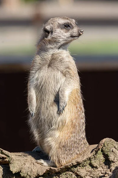 Close Vertical Meerkat Foco Superficial — Fotografia de Stock