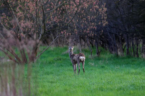 Simpatico Cervo Bruno Che Cammina Una Foresta — Foto Stock