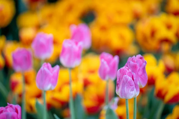 Une Mise Point Sélective Tulipes Roses Orange Avec Des Feuilles — Photo