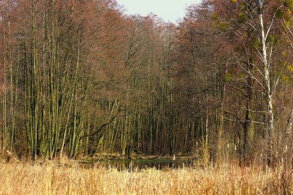 Piękny Widok Staw Otoczony Wieloma Drzewami — Zdjęcie stockowe