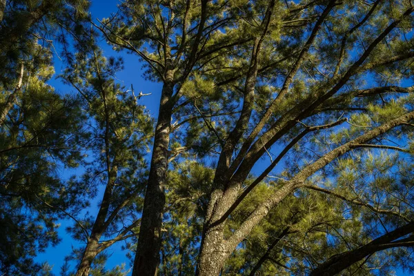 Uma Jovem Árvore Exuberante Com Folhas Verdes Claras Sob Céu — Fotografia de Stock