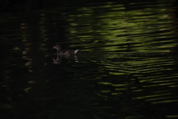 水に反射する光で夜に湖でアヒルの水泳 — ストック写真
