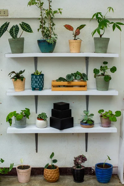 Tiro Vertical Várias Plantas Sala Diferentes Vasos — Fotografia de Stock