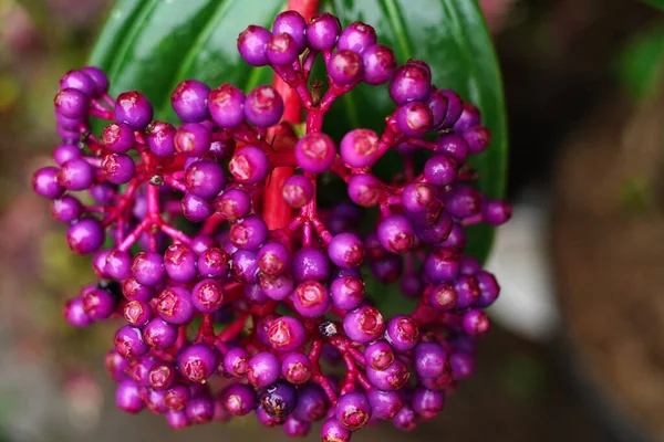 Sebuah Gambar Closeup Berair Hidup Ungu Beri Dengan Daun Hijau — Stok Foto