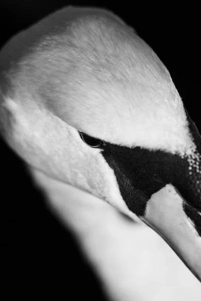 Een Verticaal Grijswaarden Shot Van Het Hoofd Van Een Zwaan — Stockfoto