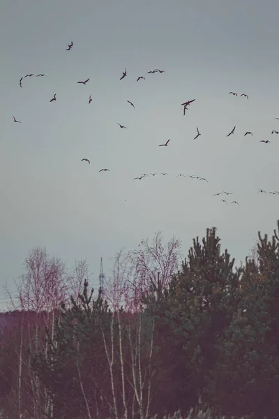 Disparo Vertical Vuelo Pájaros Volando Sobre Jardín Con Árboles Verdes — Foto de Stock