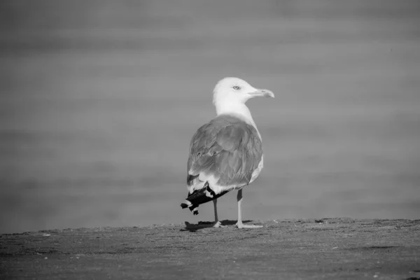 Mise Point Sélective Noir Blanc Une Mouette Grise Debout Sur — Photo