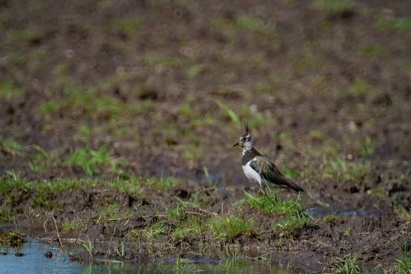 Closeup Shot Northern Lapwing Bird Field — Stock Photo, Image