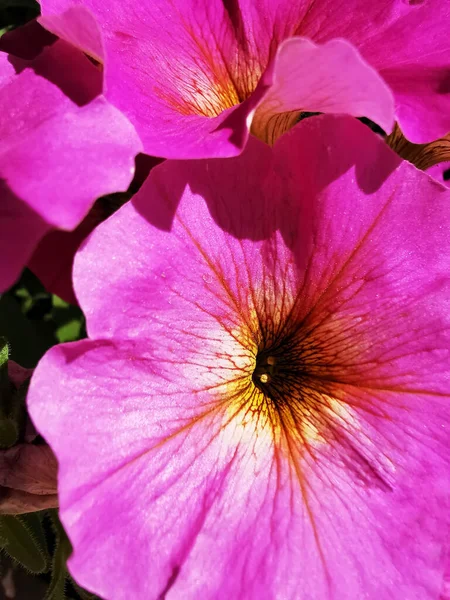 Vertical Closeup Shot Pink Flowers Garden — Stock Photo, Image