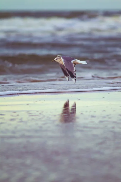 Eine Vertikale Aufnahme Einer Möwe Die Mit Dem Meer Hintergrund — Stockfoto