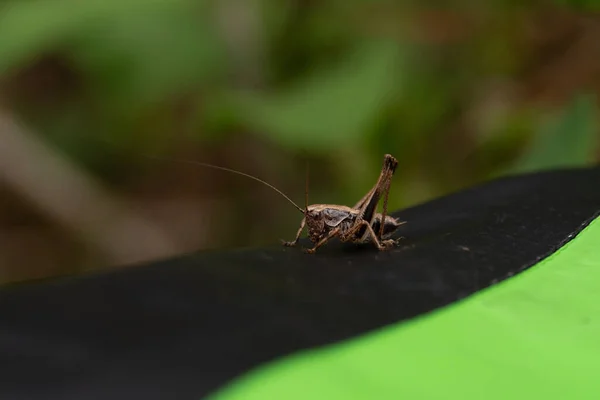 Grasshopper Green Leaf Blurred Background — Stock Photo, Image