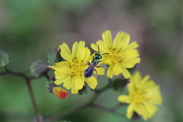 Gros Plan Une Abeille Verte Sur Une Fleur Jaune — Photo