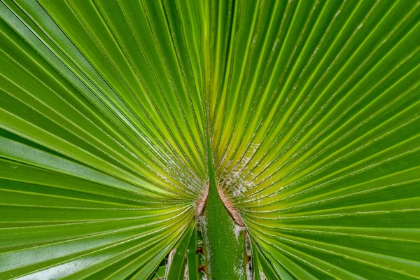 一种对称的绿色 茂密的棕榈树 — 图库照片
