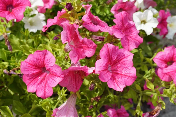 Крупный План Цветущих Розовых Цветов Петунии Саду — стоковое фото