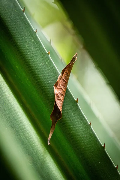 Vertical Closeup Shot Dry Leaf Green Aloe Plant — Stock Photo, Image