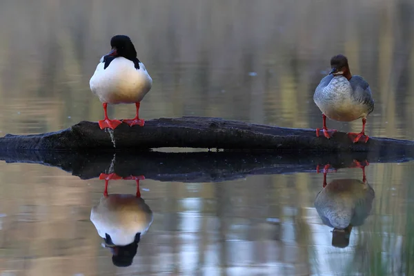 两只黑白的鸭子栖息在池塘边 — 图库照片