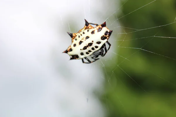 Detailní Záběr Pavouka Tkalcovské Koule — Stock fotografie