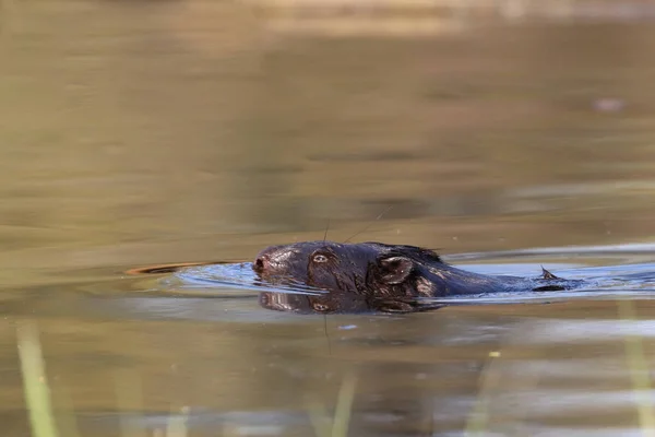 Ein Schwarzer Biber Einem Teich — Stockfoto