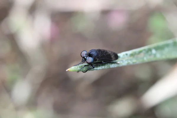 Mise Point Sélective Une Grosse Mouche Sur Une Lame Herbe — Photo